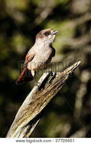 Sibiřský Jay na větev stromu