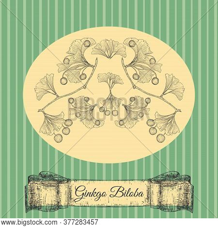 Hand Drawn Ginkgo Biloba On A Vintage Style Card