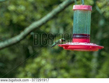An Adult Male Ruby Throated Hummingbird Sports An Emerald Green Back And Brilliant Red Throat. This 