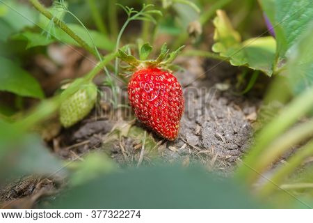 Strawberries In Growth At Garden. Ripe Berries And Foliar Strawberry Selective Focus