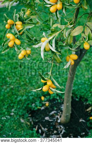 Kumquat Or Fortunella Tree With Ripe Orange Fruits On Branches In The Garden.