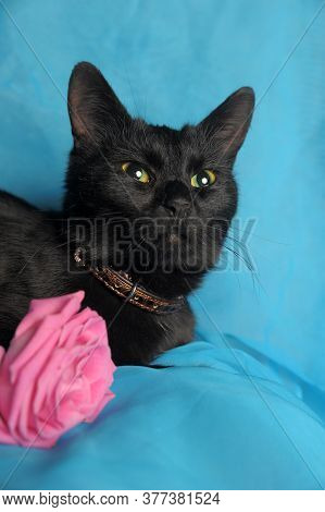 Black Cat And Pink Rose On A Blue Background