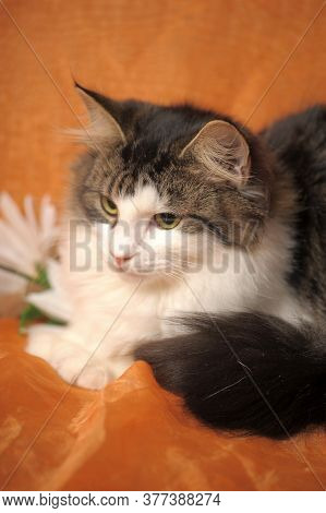 Beautiful Fluffy Norwegian Forest Cat And Daisies On An Orange Background