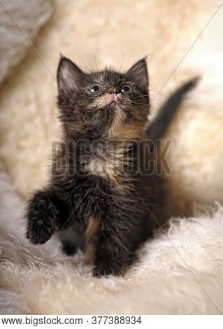 The Little Tech-colored Kitten Lies On A Light Background.