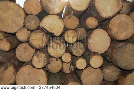 Stacking Of Wood On A Truck Before Transport And Further Processing