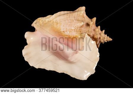 Sea Shell Isolated. Cassis Cornuta, Common Name The Horned Helmet, Is A Species Of Extremely Large S