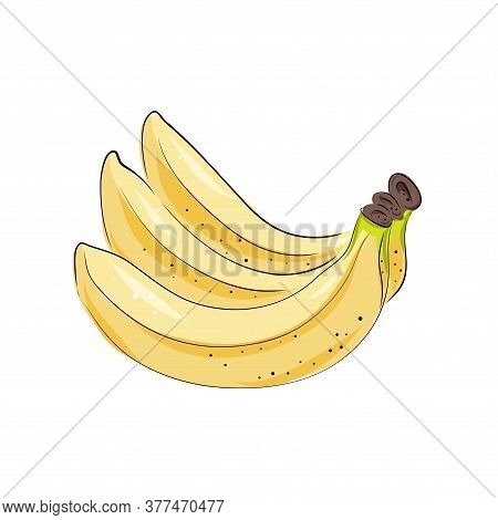 Banana Vector Drawings. Isolated Hand Drawn Bouquet, Bunch, Banana Peel. Summer Fruit Art Style Illu
