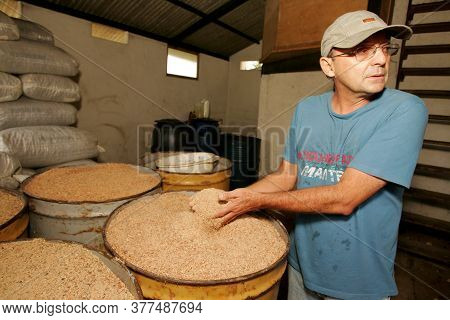 Porto Seguro, Bahia / Brazil - October 15, 2010: Processing Of Cupuacu Almonds In Industry In The Ci