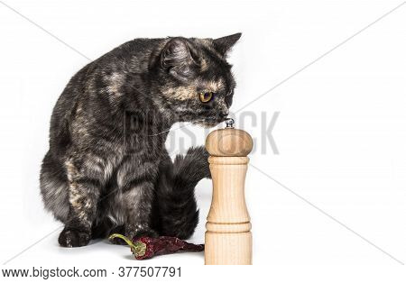 Scottish Cat With Yellow Eyes On A White Background Sniffing Pepper