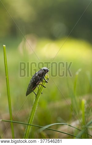 Green Beetle Chalcophora Mariana On The Grass, Macro View