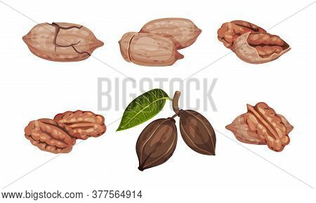 Pecan Nut With Cracked Shell Isolated On White Background Vector Set