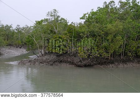 Mangrove forest, Sundarbans, Ganges delta, West Bengal, India