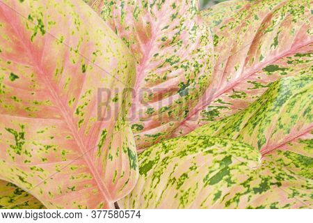 Colorful Dumb Cane Plant Or Dieffenbachia In The Garden For Background.
