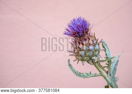 Purple Thistle Flower. One Isolated Purple Cirsium With Pink Background. Thistles. Plume Thistles.