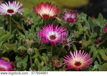 Dorotheanthus Bellidiformis - Livingstone Daisy, Colorful Flower In Garden