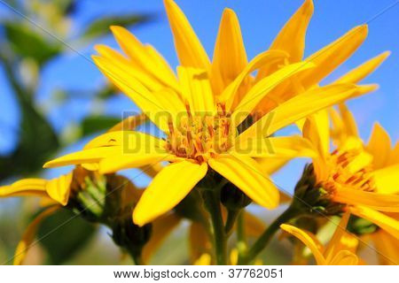 Fondo de flor amarilla