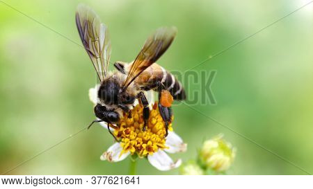 bee flying over a daisy flower to find pollen, macro photography of this fragile and gracious hymenoptera insect, nature scene in the gardens of Pai, Thailand