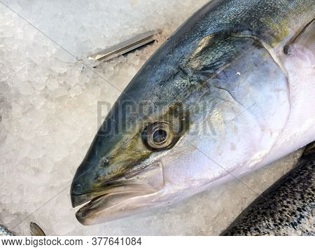 One Grumpy Fish Eye Whole Laid Out On White Ice At Market