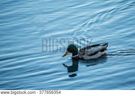 A Brown Mallard Swimming At Colorado Springs, Colorado