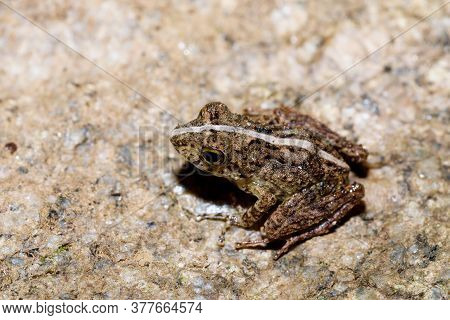 Small Frog Boophis Rhodoscelis, Species Of Frog In The Mantellidae Family. Masoala National Park, Ma
