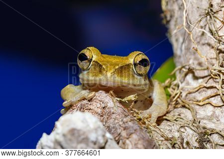 Tree Frog Boophis Rhodoscelis, Noctirnal Frog In The Mantellidae Family. Masoala National Park, Mada