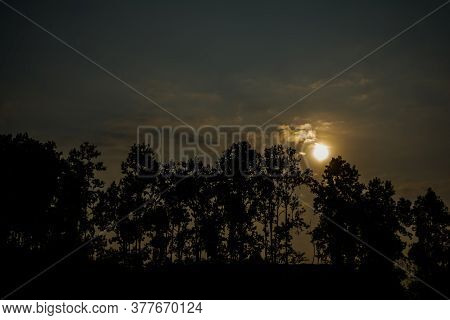 Pine Tree At Shillong View Point, Laitkor Peak Shillong Meghalaya India.