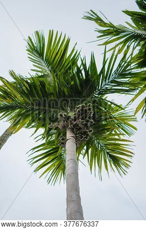 Betelnut Trees In Assam, India. Betelnut Farming In Village Of North East Assam India, Supari Tree