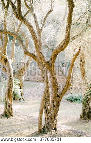 Sunset Sunlight In A Multi-storey Olive Grove. Tree Trunks Entwined With Ivy.