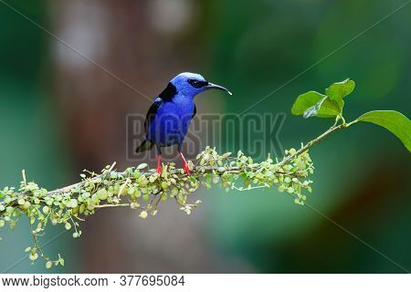 Red Legged Honeycreeper (cyanerpes Cyaneus) Male Sitting On A Branch In The Rainforest Mear Boca Tap