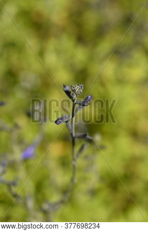 Baby Sage Blue Monrovia - Latin Name - Salvia Microphylla Blue Monrovia