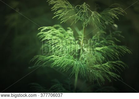 Horsetail Plant Close Up. Equisetum, Snake Grass, Puzzlegrass