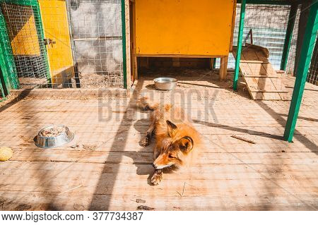 The Fox Is Lying On The Floor In His Cage. The Situation In The Enclosure For Keeping A Predator In 