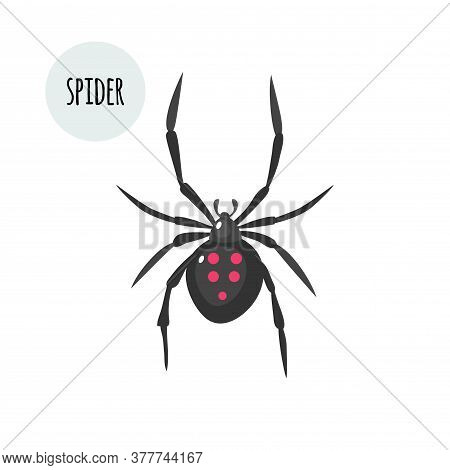 Spider Image. Isolated On White Background. Vector Stock Illustration. Flat Design.