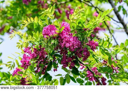 Dark Pink Flowers Of Robinia Viscosa Commonly Known As Clammy Locust, And Green Leaves Towards Clear