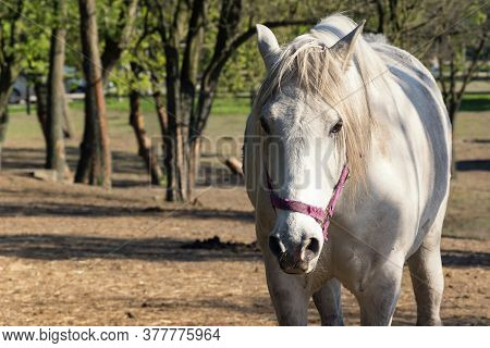 White Horse Looking At Camera. Alone Bred Horse On Pasture. Stallion Standing In Meadow Front View P