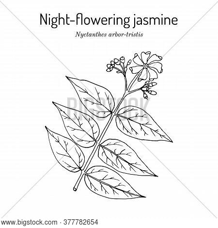 Night-flowering Jasmine, Or Parijat, Hengra Bubar Nyctanthes Arbor-tristis , Medicinal Plant. Hand D