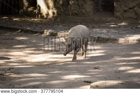 Walking A Large Pig  Deer Babyrousa. Berlin. Germany