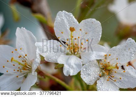 Close Up Of White Cherry Blossom Covered In Waterd Droplets