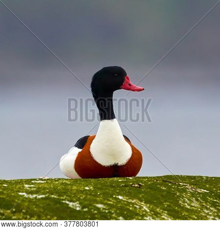 Wild goose (tadorna tadorna) in natural habitat