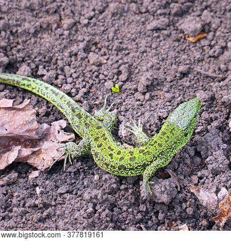 A Small Green Lizard On The Ground. Selective Focus