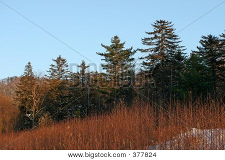 Skov