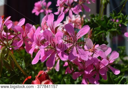 Group Of Vivid Pink Pelargonium Flowers (commonly Known As Geraniums, Pelargoniums Or Storksbills) A