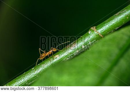 Isolated Pharaoh Ant Walking On A Stem .green Background