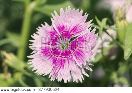 A View Of Single Sweet William Flower On Natural Background