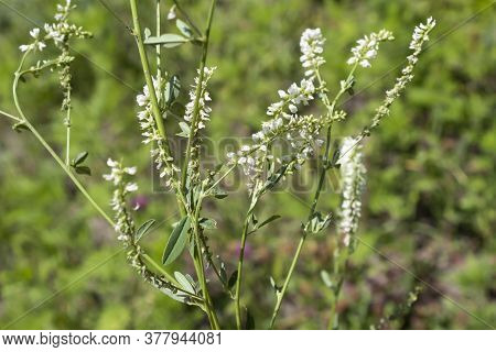 In Summer, The White Donnik (lat.melilótus álbus), A Wonderful Honey Plant, Blossomed In The Meadow.