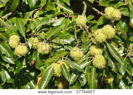 Chestnut Tree
