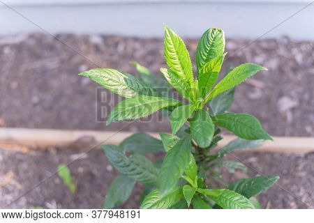 Top View Blumea Lanceolaria Or Chapa Small Shrub Growing On Raised Bed Near House Siding At Garden N