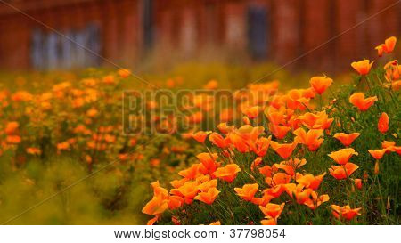 flores da Primavera
