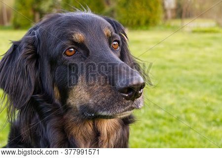 Portrait Of A Happy Black And Orange Hovawart Dog. Hovawart Female Closeup. Black Dog Portrait For C