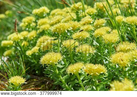 Rhodiola Rosea